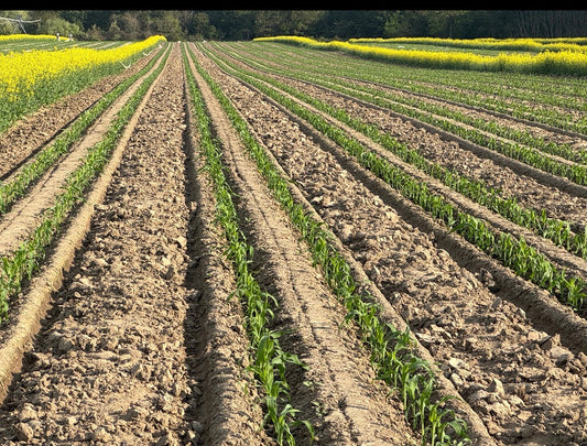 Watching the Weather: A Risk Every Farmer Knows 🌱